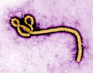 Ebola_Virus