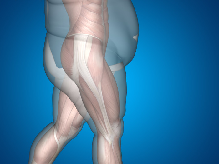 Body-Fat-inside-bones - The Scrutinizer