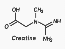 Creatine – All You Need To Know – The Scrutinizer