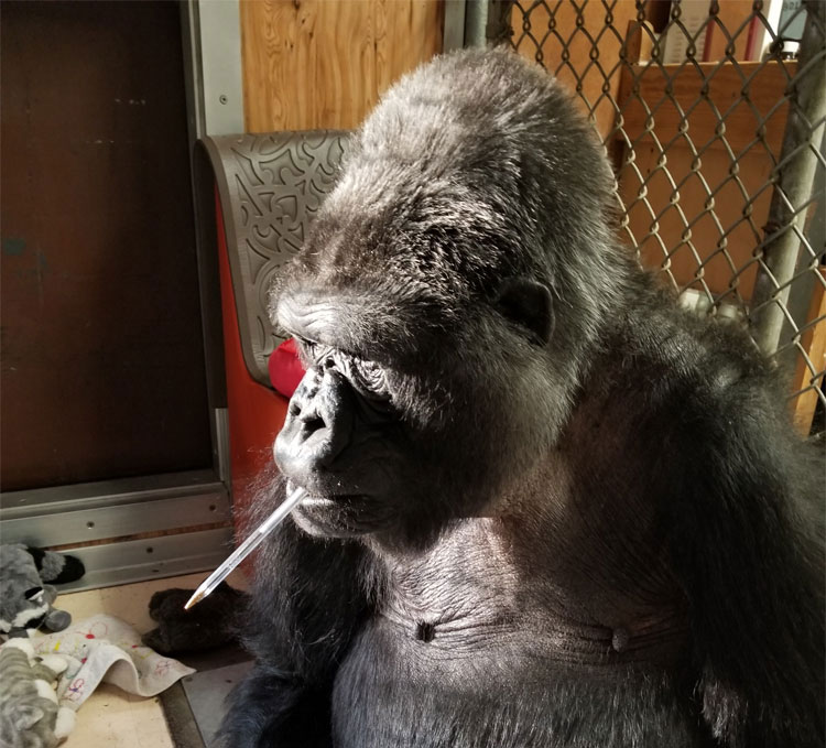 Signing Gorilla Koko Leaves Behind a Legacy - A Tribute From The