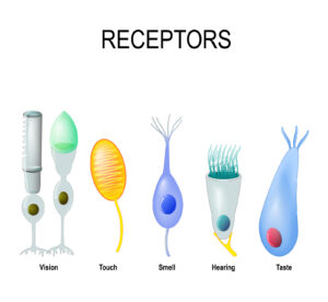 various receptors where virus can attach